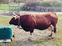 Evolèner im Tierpark Goldau, Kanton Schwyz