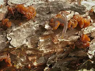 Kandisbrauner Drüsling Exidia saccharina