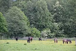 Heckrinder und Exmoor-Ponys