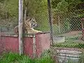 Tiger beim Ausruhen im Gehege