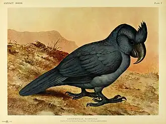 Mauritius-Papagei aus Walter Rothschild: Extinct Birds 1907