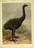Moa aus dem Buch Extinct Birds von Lionel Walter Rothschild, 1907