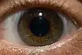 grünbraunes Auge
