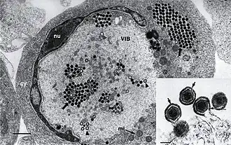 Transmissionselektronenmikroskop-Aufnahme einer mit ECV infizierten Zelle und (kleines Bild) knospenden FV3-Virionen