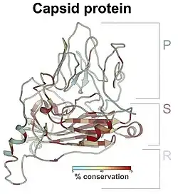 CAP-Strukturmodell von CruV-359[5]