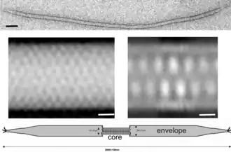 Acidianus filamentous virus 3
