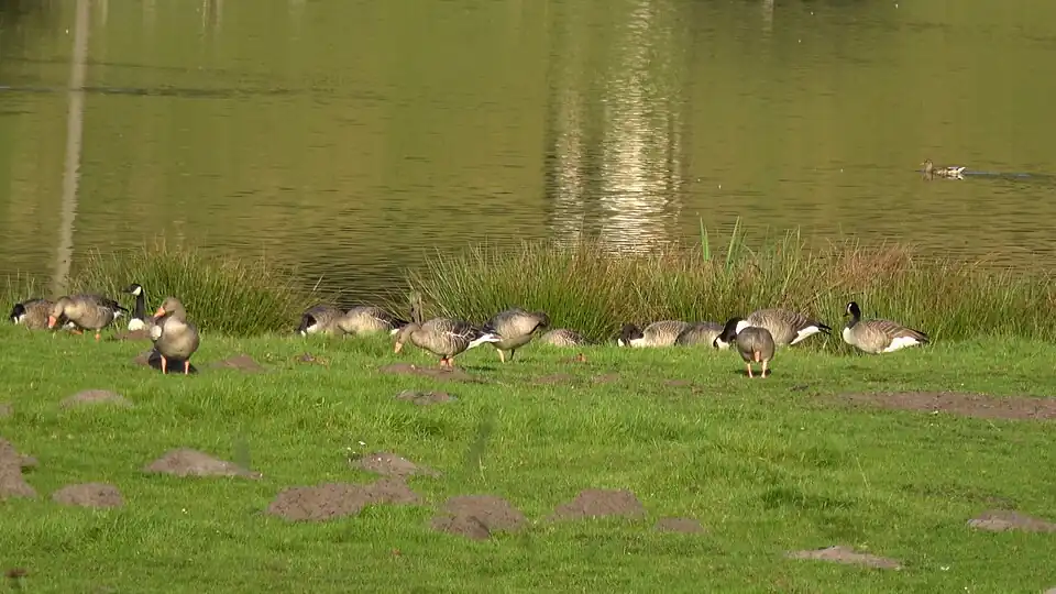Grau- und Kanadagänse am Fischteich