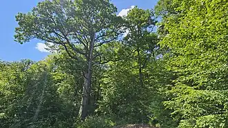 Am Waldrand Mai 2024