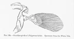 Schultergürtel und Brustflossenskelett von Polypterus bichir