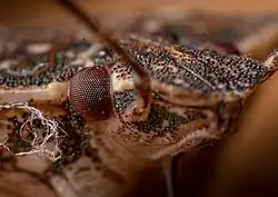 Kopf einer Baumwanze im Maßstab 1:8