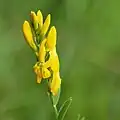 Färber-Ginster (Genista tinctoria)