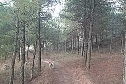 Wald an der Westflanke des Höhenzuges, der von dem Waldbrand im Jahre 2020 nicht betroffen war