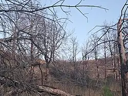 Vom Waldbrand gezeichnete und vermutlich abgestorbene Baumskelette an der Peña Magdalena. Hier lag 2020 der Ursprungsherd der verheerenden Brände