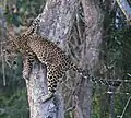Indischer Leopard (Panthera pardus fusca)