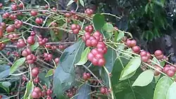 Champereia manillana (junge Früchte und Blätter)