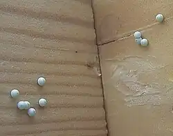 Eier, abgelegt auf einem Fensterrahmen