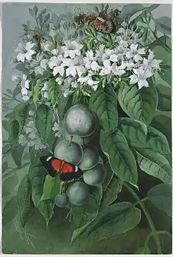 Faradaya deliciousa, um 1891