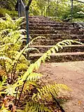 Farntreppe mit Dryopteris atrata (Elefantenrüsselfarn)