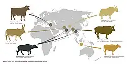 Ein Teil der Weltkarte (ohne neue Welt) zeigt die Herkunft der verschiedenen vom Menschen domestizierten Rinder.