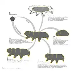 Die verschiedenen Resistenzstadien inklusive des reproduktiven Zustandes.