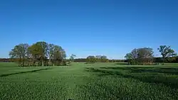 Feld zwischen Theeßen und Räckendorf.