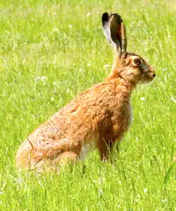 Feldhase auf dem Eisenküppel