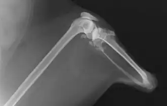 Röntgenaufnahme (2013)