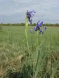 Bastard-Schwertlilie (Iris spuria) im Nationalpark