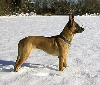 Malinois eine Varietät des Belgischen Schäferhunds