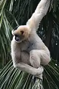 Nördlicher Weißwangen-Schopfgibbon ♀ (Nomascus leucogenys)