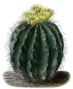 Ferocactus echidne