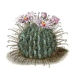 Ferocactus fordii
