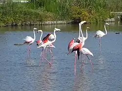 Flamingos in der Camargue