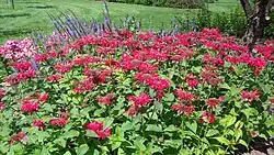 Indianernessel (ähnlich sind Wilde Bergamotte, Pferdeminze)