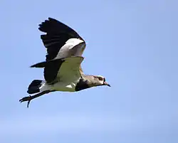 Bronzekiebitz im Flug