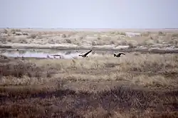 Flinthörn im Frühling.