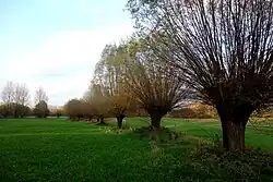 Kopfweidenallee in der Köln-Flittarder Rheinaue mit teilweise entlaubten Zweigen (November 2020)