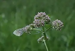 Baldrian und Rapsweißling im Bereich des Schwingetals