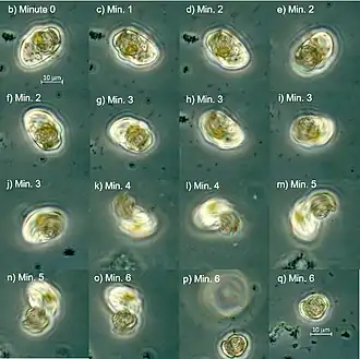 Die Bilder zeigen ein einzelnes Exemplar von O. marina, das sich eine Zelle von Coccolithus braarudii einverleibt hat. Der Objektträger wurde etwa 18 Stunden lang bei 18&nbsp;°C im Dunkeln gelagert. Nach 18 Stunden bewegte sich das Exemplar von O. marina langsam (b-f); nach einiger Zeit begann es sich stark zu drehen und stieß das Beutestück aus (g-o), um dann weiter zu ziehen (p).[7]