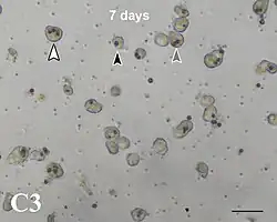 Zellen der Koralle Acropora tenuis in vitro 7 Tage nach Zu­sammen­fügen mit Breviolum minutum. Eine (schwarze Pfeil­spitze), zwei (graue Pf.) und drei Algen (weiße Pf.) in ein­zelnen Korallen­zellen.[6]
