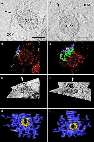 Zwei Beispiele für zylindrische makromolekulare Komplexe unterhalb der äußeren Zellmembran (outer cellular membrane, OCM).