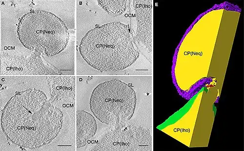 I. hospitalis: Kontaktstelle von N. equitans