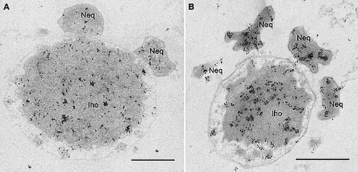 Proteintransfer von I. hospitalis auf N. equitans