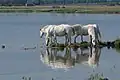 Pferde der Camargue an der Isonzomündung