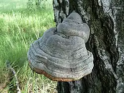 Zunderschwamm (Fomes fomentarius)