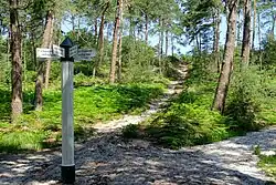 Forêt Domaniale d'Ermonviller