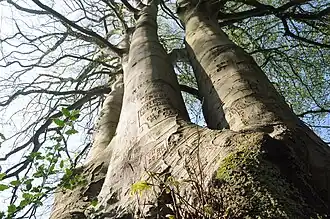 Stattliche Buche im Forêt Domaniale de Desvres
