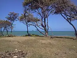 Trockenwald an der Küste