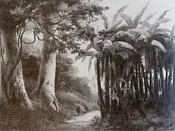 Forêt tropicale
