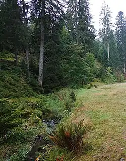 Der Forbach unterhalb von Kniebis